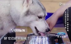 Chàng trai phân biệt chó qua tiếng uống nước