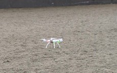 Hà Lan huấn luyện đại bàng để "diệt" drone