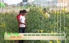 Độc đáo trồng cà chua bằng sữa