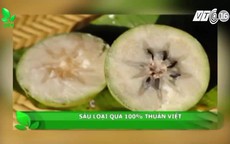 Sáu loại quả 100% thuần Việt