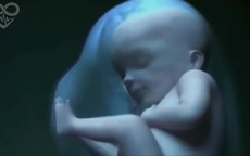 Ngắm trọn vẹn quá trình mang thai trong clip 3D tuyệt đẹp