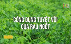 Công dụng tuyệt vời của rau ngót