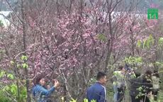 Chiêm ngưỡng 19 loại hoa anh đào nở rộ đẹp ngỡ ngàng ở Điện Biên
