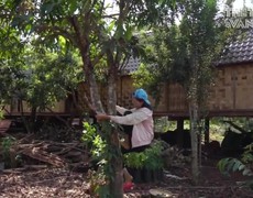 Về quê tránh dịch, H’Hen Niê trèo cây hái xoài, ăn bốc cơm nguội trong Vlog mới nhất