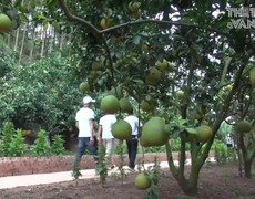 Trải nghiệm du lịch miệt vườn cam bưởi tại Lục Ngạn, Bắc Giang