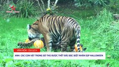Anh: Các con vật trong sở thú được thết đãi đặc biệt nhân dịp Halloween