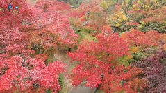 Công viên Yahiko mùa lá đỏ