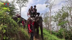 Thái Lan: Hút du khách với dịch vụ du lịch cùng voi