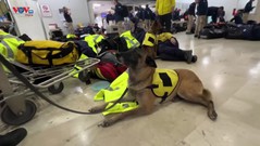 Các nước gửi chó cứu hộ tới hỗ trợ Thổ Nhĩ Kỳ