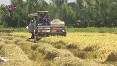Nông dân Kiên Giang trồng giống lúa cho gạo ngon nhất Việt Nam