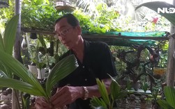 Độc đáo tạo hình 12 con giáp trên dừa bonsai