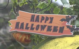 Vườn bí ngô đậm chất Halloween ở TP Hồ Chí Minh