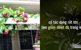 Những cách siêu dễ giúp nhà cửa mát mẻ hơn trong ngày nắng nóng