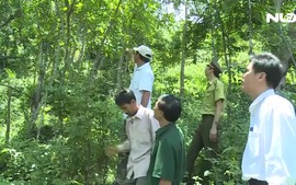 Ghi nhanh: Chuyện những “vệ sĩ” bảo vệ đàn Voọc gáy trắng ở Quảng Bình