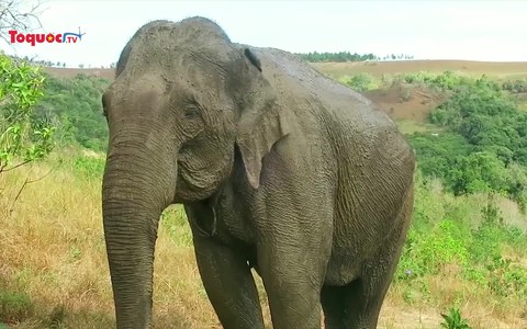Campuchia sẽ cấm khai thác du lịch cưỡi voi