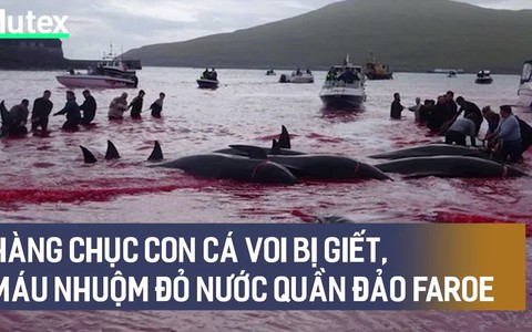 Hàng chục cá voi bị giết, máu nhuộm đỏ nước quần đảo Faroe