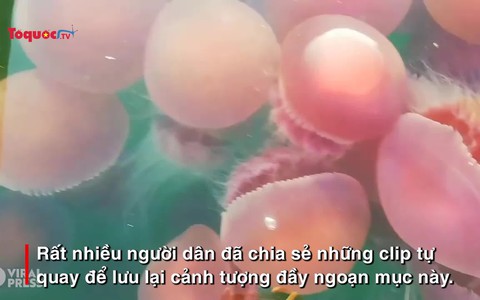 Sự quay trở lại hiếm có của hàng nghìn con sứa hồng bên bờ biển Palawan