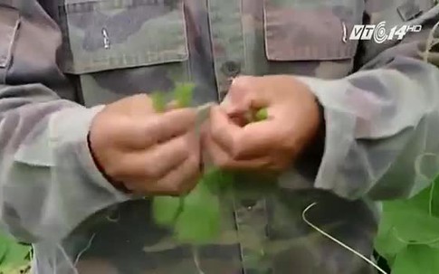 Bí quyết phân biệt rau su su sạch