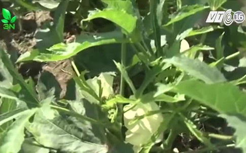 Những tác dụng không ngờ của trái đậu bắp