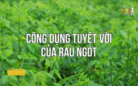 Công dụng tuyệt vời của rau ngót