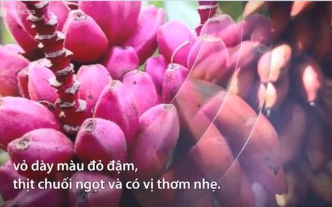 6 loại trái cây màu khác lạ của nông dân Việt