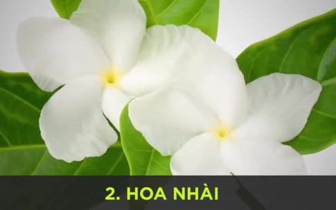 6 loại cây đặt trong phòng giúp bạn ngủ ngon hơn