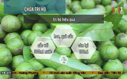 Công dụng chữa bệnh của quả sấu