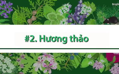 Những loại cây giúp xua muỗi đuổi chuột