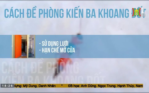 Cách đề phòng kiến 3 khoang đốt