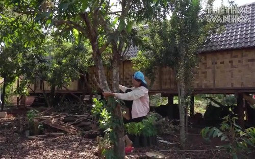 Về quê tránh dịch, H’Hen Niê trèo cây hái xoài, ăn bốc cơm nguội trong Vlog mới nhất