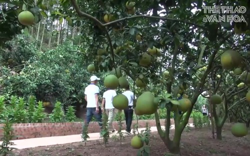 Trải nghiệm du lịch miệt vườn cam bưởi tại Lục Ngạn, Bắc Giang