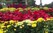 Những thảm hoa ở con đường hoa nghệ thuật TP. Vinh và chú hổ linh vật "7 sắc cầu vồng" gây tranh cãi