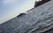 Video gây sốt quay lại cảnh con cá voi lưng gù di chuyển ngay sát thuyền du lịch, đâm mạnh khiến thuyền suýt bị lật ở Mexico.