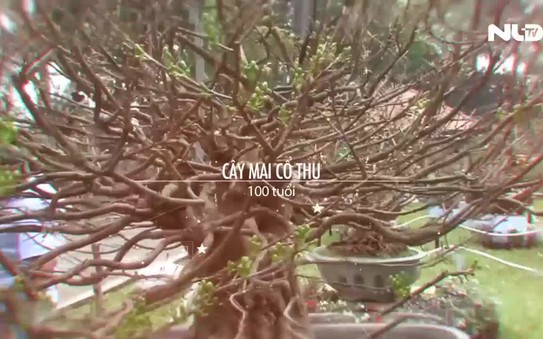 Ngắm tỷ lệ kèo nhà cái malaysia cổ thụ 100 tuổi, giá 3 tỉ đồng