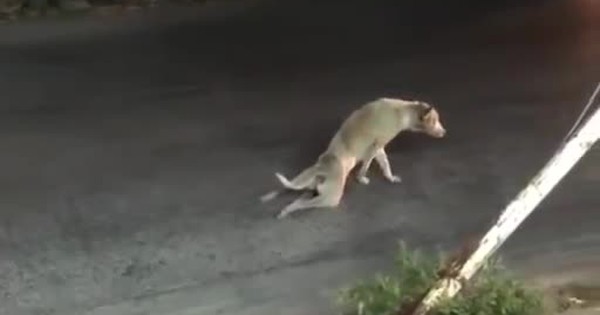 Chú chó giả què
