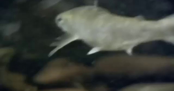 Rain of fish