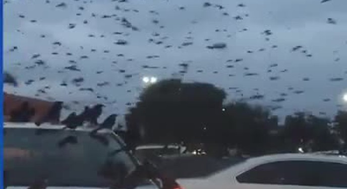Bãi đỗ xe bất ngờ bị hàng ngàn con chim tấn công, cảnh tượng chẳng khác nào phim kinh dị