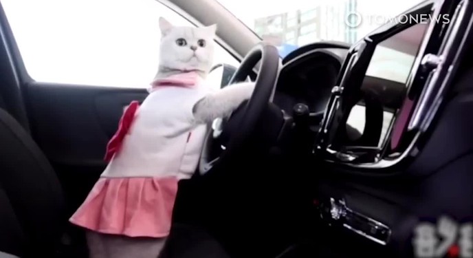 Chú mèo người mẫu chuyên nghiệp, biến ô tô thành catwalk